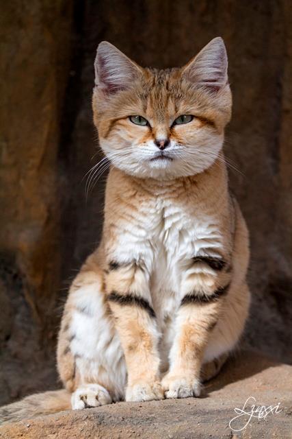 Photopotato — Arabian Sand Cat 1713